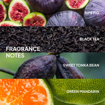 Verb Smooth Repair Oil fragrance notes featuring ripe fig, black tea, sweet tonka bean, and green mandarin